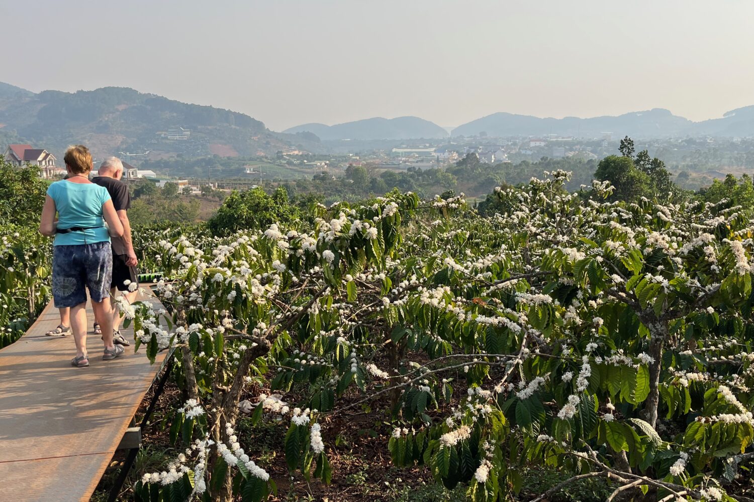 Kvetoucí kávovník, Da Lat, Jižní Vietnam