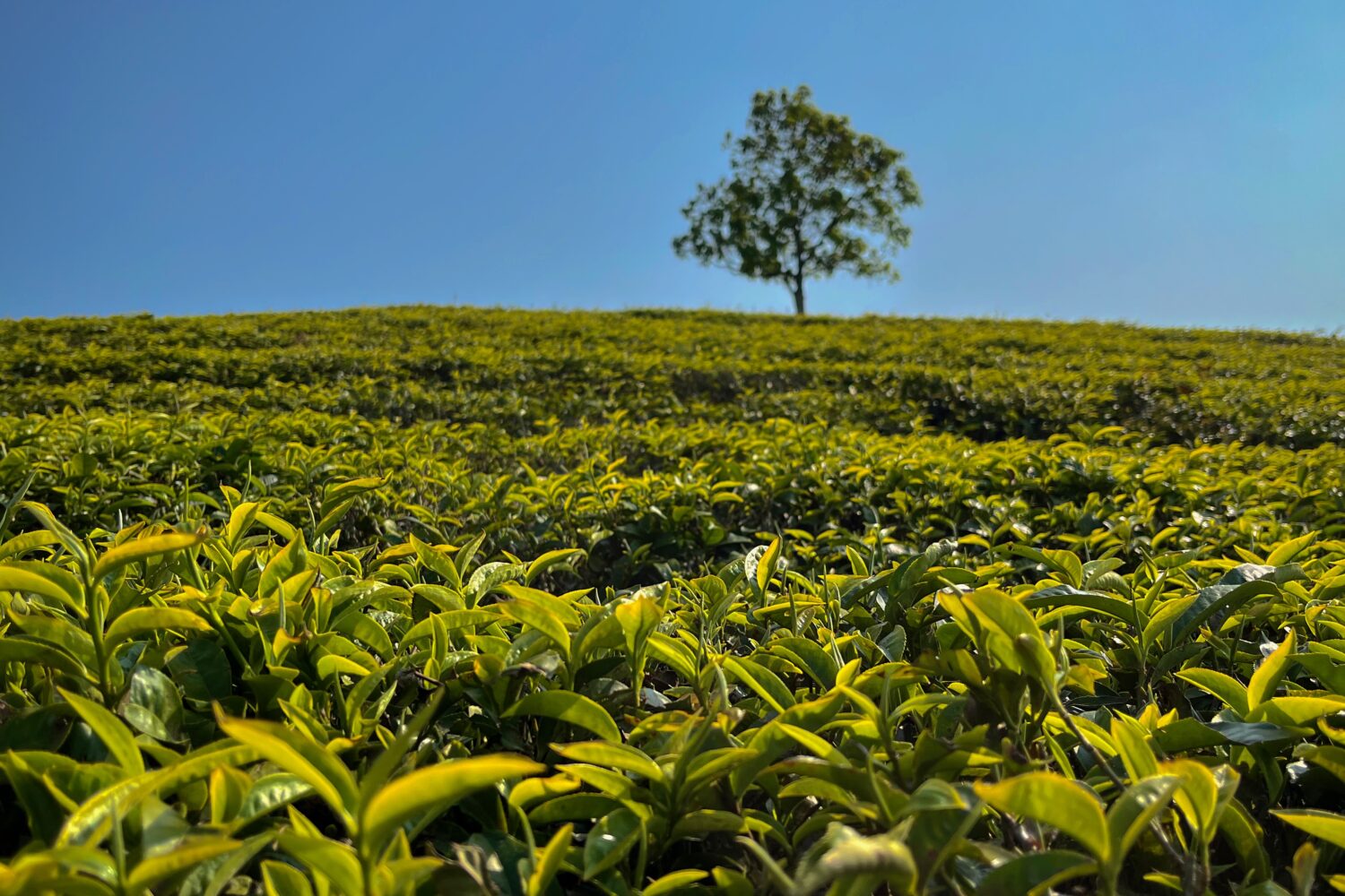 Čajové plantáže, Da Lat, Jižní Vietnam