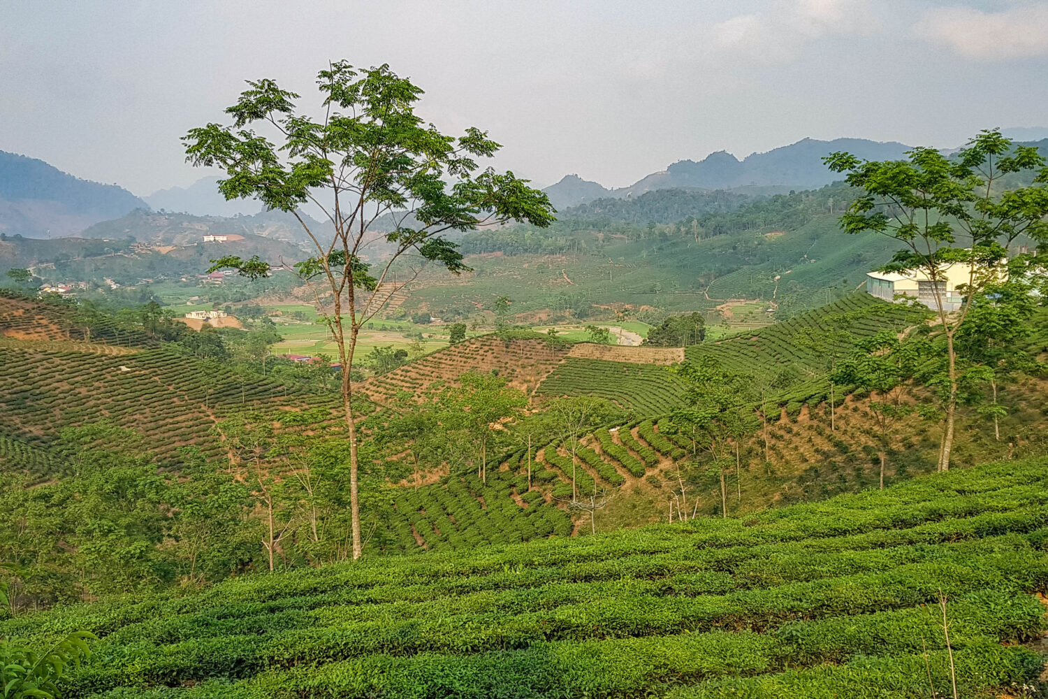 Čajové plantáže, severní Vietnam